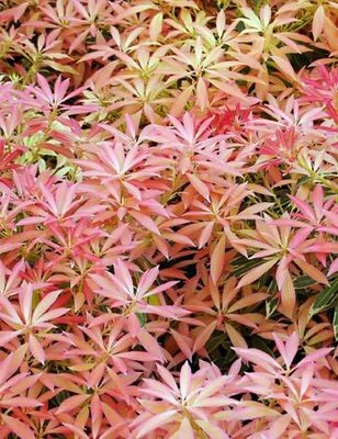 Flaming Silver Pieris