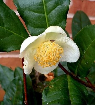 Tea Breeze Camellia