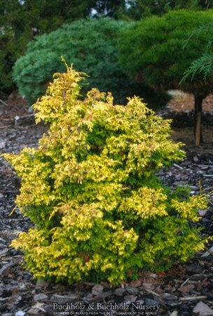 Kamaeni-Hiba Hinoki Cypress