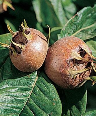 Breda Giant Medlar Tree