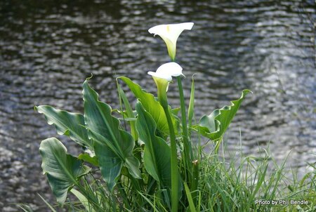 Hardy White Calla Lily