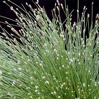 Fiber-Optic Grass