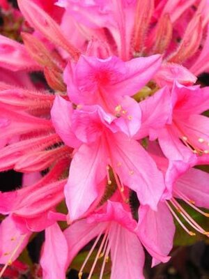 Rosy Lights Azalea