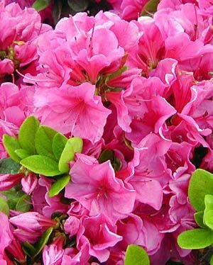 Pink Clusters Japanese Azalea