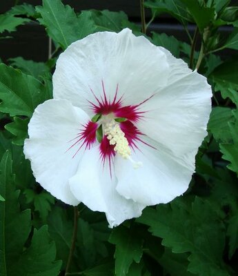 Red Heart Rose Of Sharon