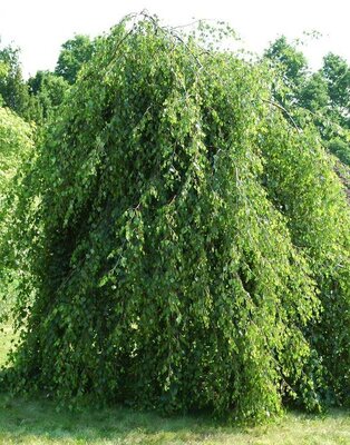 Young's Weeping Birch