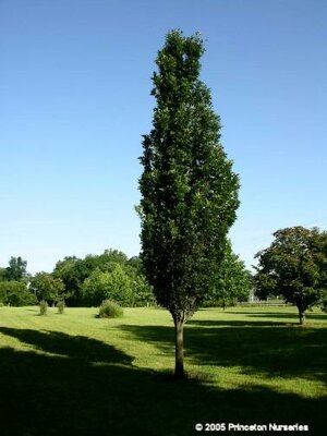 Quercus 'Green Pillar'