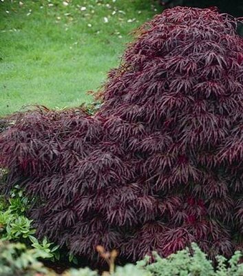 Red Dragon Japanese Maple