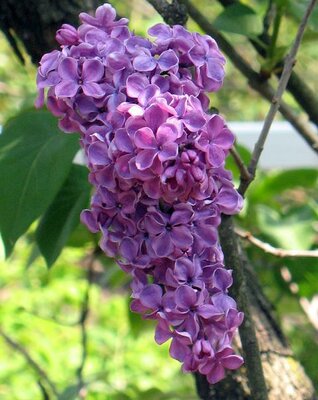 Ludwig Spaeth French Lilac