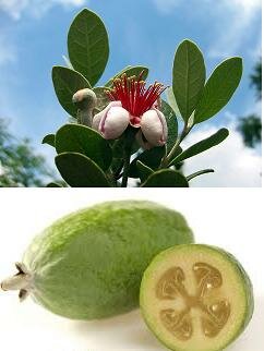 Pinneapple Guava