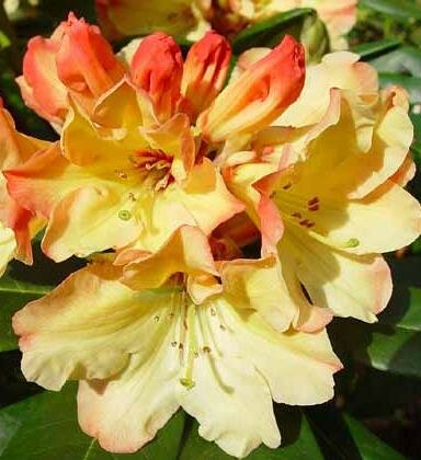 Nancy Evans Rhodo