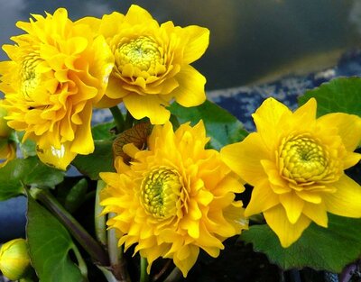 Double Marsh Marigold