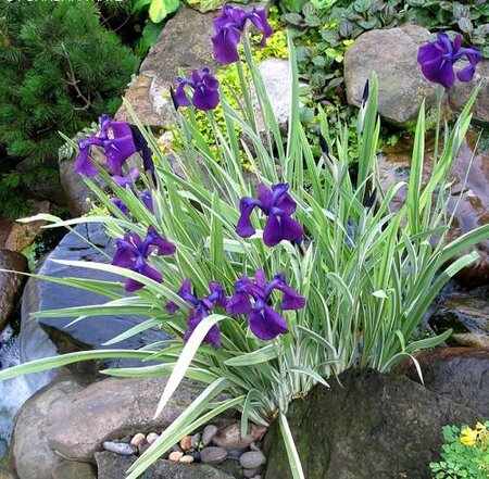 Variegated Japanese Water Iris