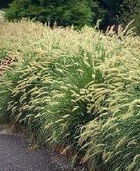 Dwarf Hardy (Hameln) Fountain Grass