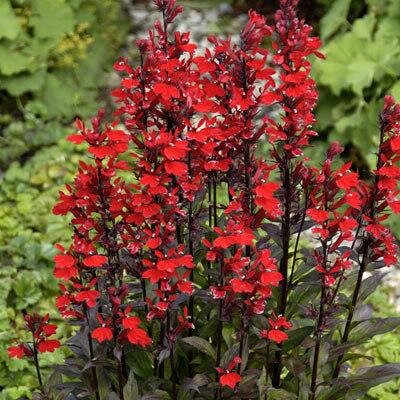 Queen Victoria Perennial Lobelia