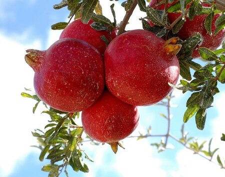 Favorite Pomegranate