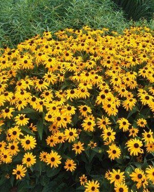 Goldsturm Black-Eyed Susan