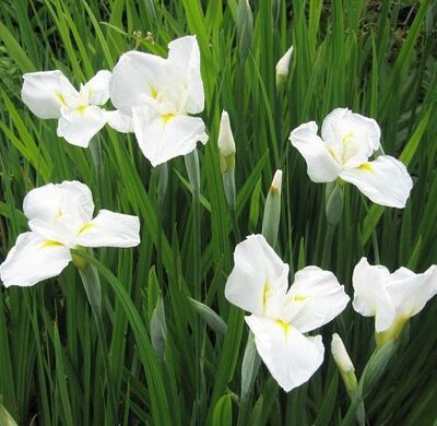 White Japanese Water Lily