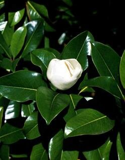 Victoria Southern Magnolia