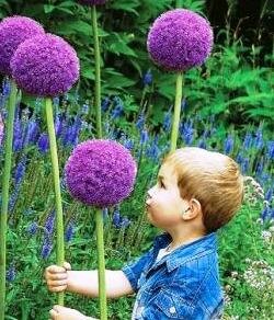 Giant Allium