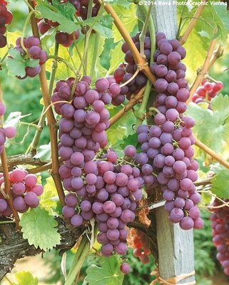 Suffolk Red Seedless Grape Vine