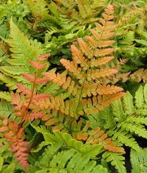 Brilliance Autumn Fern