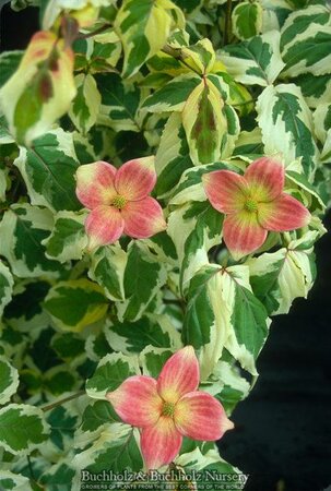 Akatsuki Japanese Dogwood