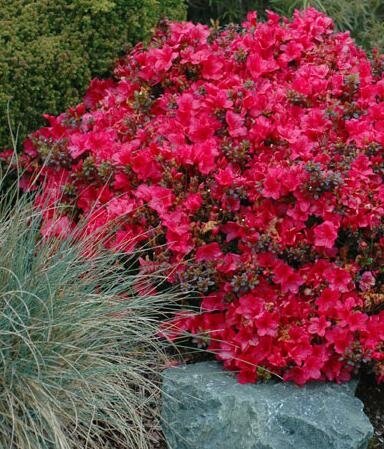 Cherry Drops Azalea