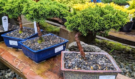 Shimpaku Pre-Bonsai Juniper