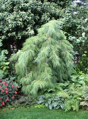 Weeping White Pine