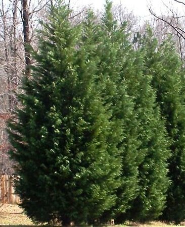 Leyland Cypress