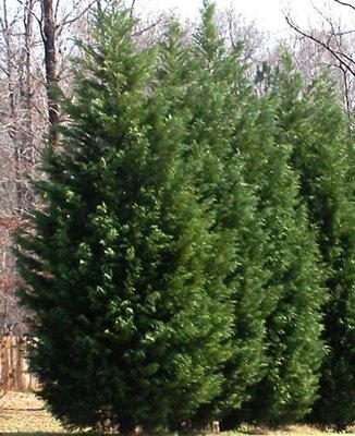 Leyland Cypress