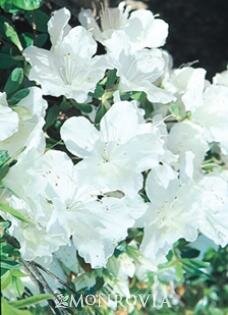 Girard's Pleasant White Azalea