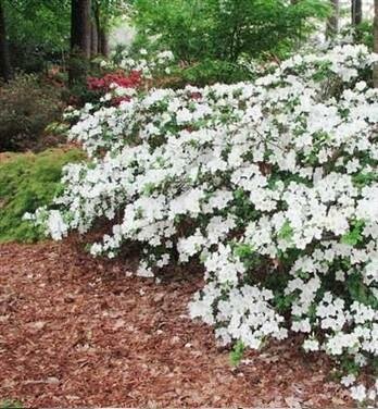 Girard's Pleasant White Azalea - image 2