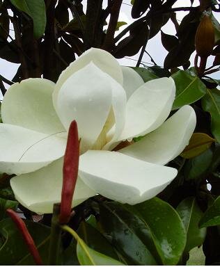 Edith Bogue Southern Magnolia