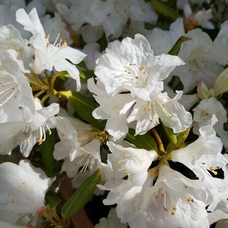 Snow Lady Rhodo