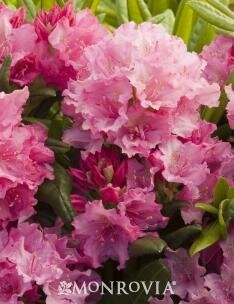 Haaga Rhodo