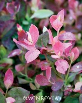 Pink Icing Blueberry