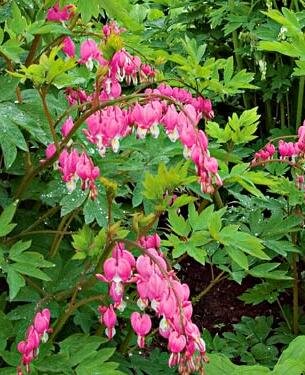 BLEEDING HEART - Triple Tree Nurseryland