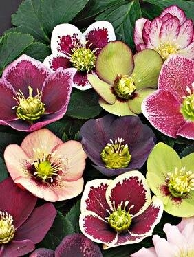 Assorted Hellebore