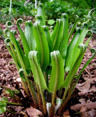 Hart's Tongue Fern