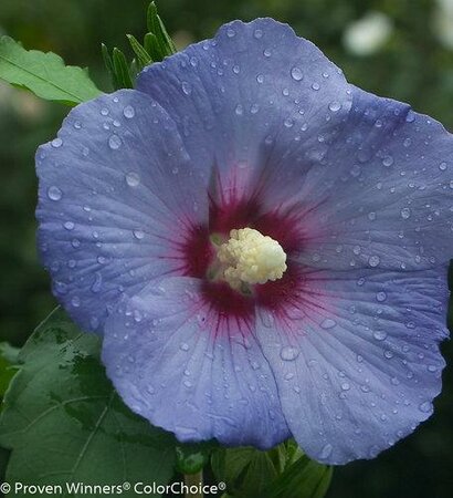 Blue Satin Rose Of Sharon Tree