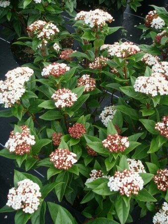 Spring Bouquet Viburnum