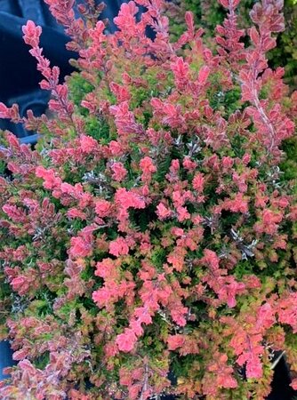 Red Fred Summer Heather