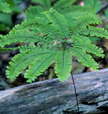 Maidenhair Fern