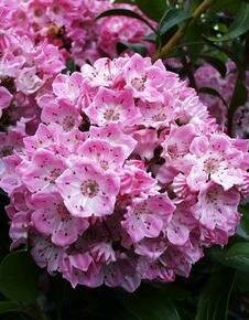 Pink Charm Mountain Laurel - image 1