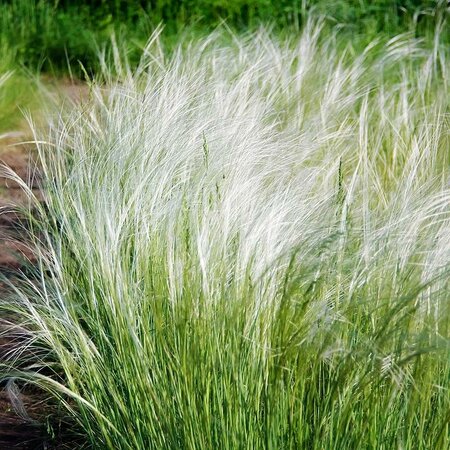 Mexican Feather Grass