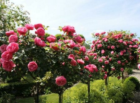 Pink Supreme Flower Carpet Rose Tree