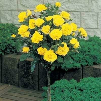 Yellow Flower Carpet Rose Tree