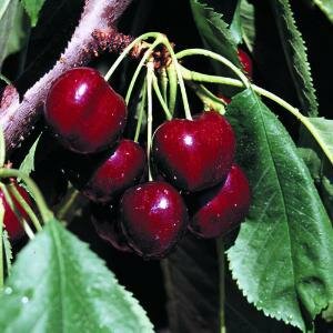 Lapins Cherry Tree - image 1